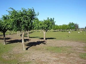 CABAÑAS PACHAMIA -  - Cabaña en La Lucila del Mar