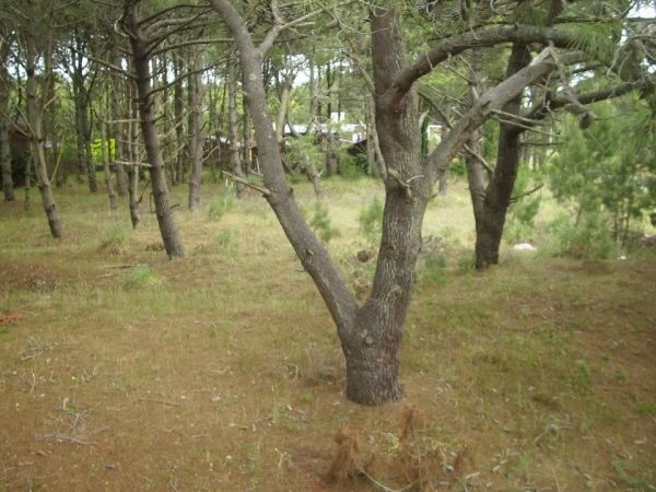 Totalmente amueblado - a 4 cuadras del centro y de la playa - Departamento en Costa del Este
