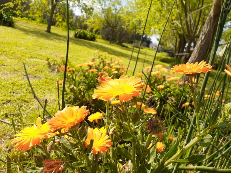 Complejo Los Aromos - Se destaca por su paz y tranquilidad - Cabaña en Mar del Plata