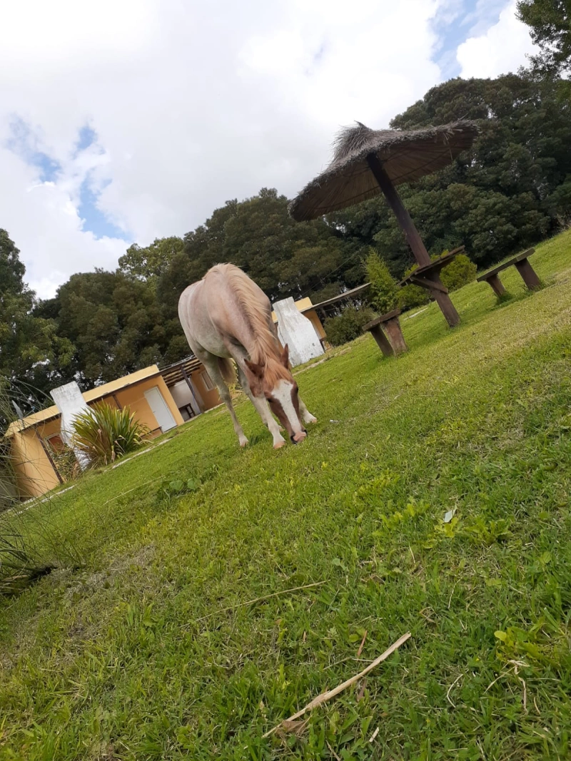 Complejo Los Aromos - Se destaca por su paz y tranquilidad - Cabaña en Mar del Plata