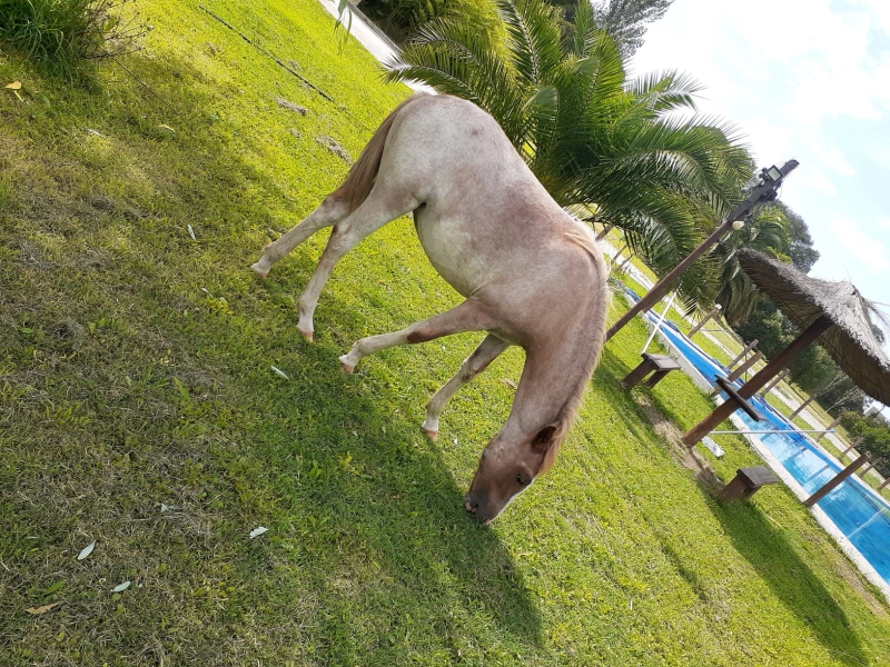 Complejo Los Aromos - Se destaca por su paz y tranquilidad - Cabaña en Mar del Plata