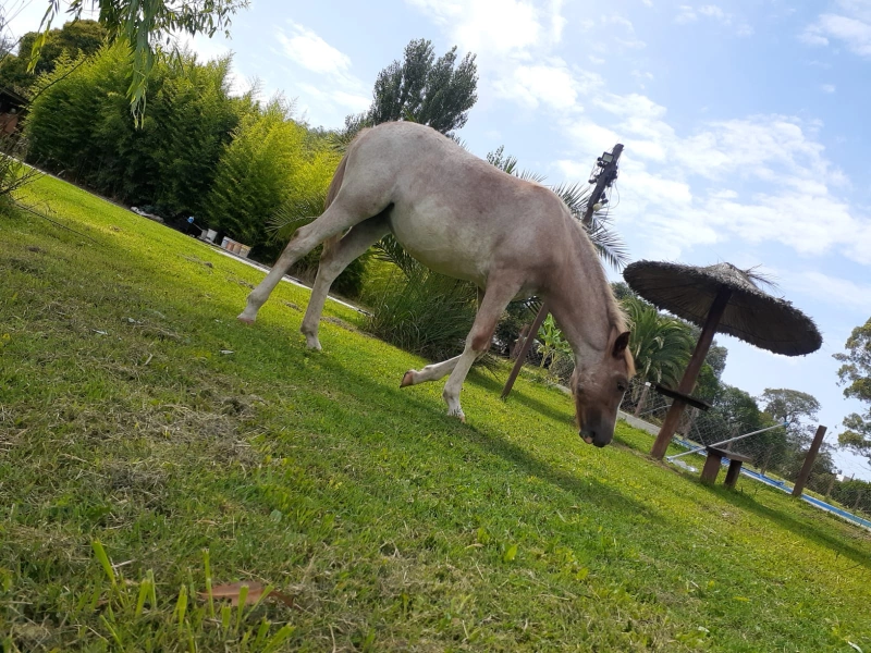 Complejo Los Aromos - Se destaca por su paz y tranquilidad - Cabaña en Mar del Plata